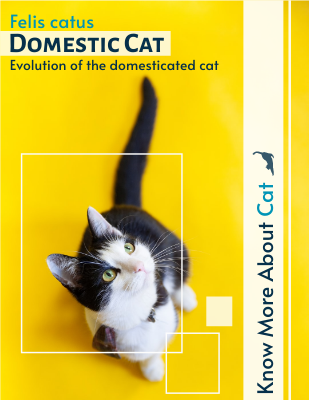 Evolution Of The Domesticated Cat Booklet