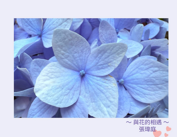 ～與花的相遇～